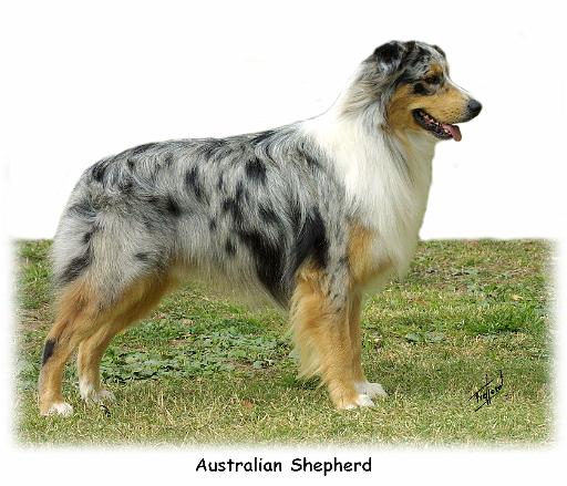 Australian Shepherd 9K7D-20_2.jpg